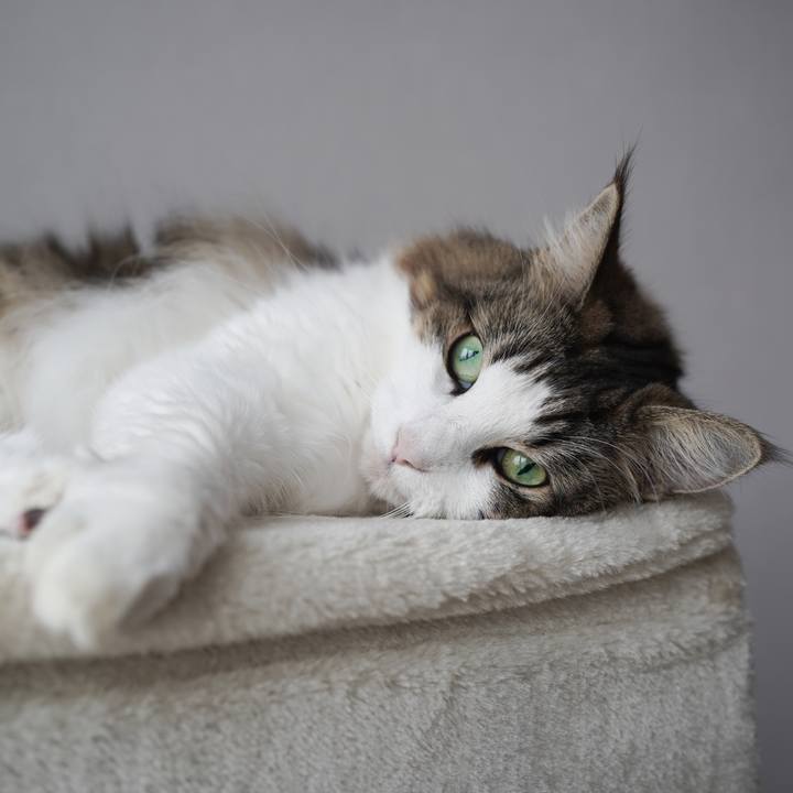 685b04df 2afe 4b98 b918 467bf2f485bc 1600913557279