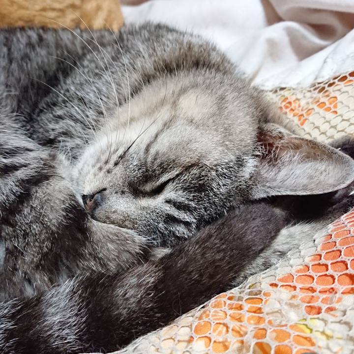 685d0c03 293a 40d5 a0b4 641f123350eb 1574514605226