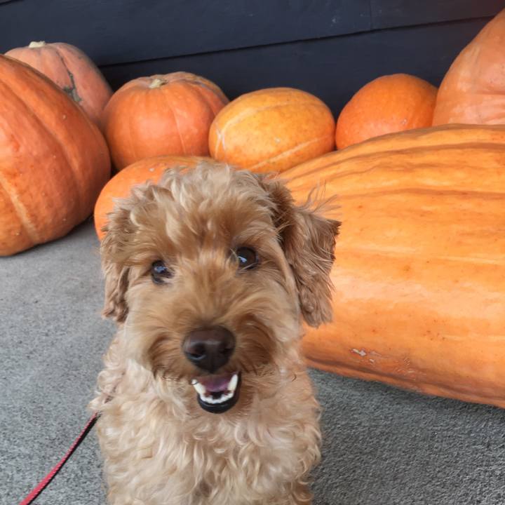 68628d0c 7047 41e8 9f6f ba34804bb9fe 1508581001644