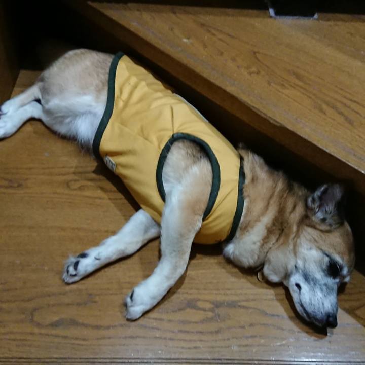 686366d5 fb53 498b 8eb0 5d9ec2708fb3 1560864750532