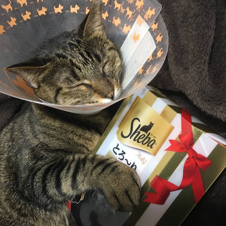 686c2bf4 5b65 4ff0 96b6 e636a8f47c10 1541921471820