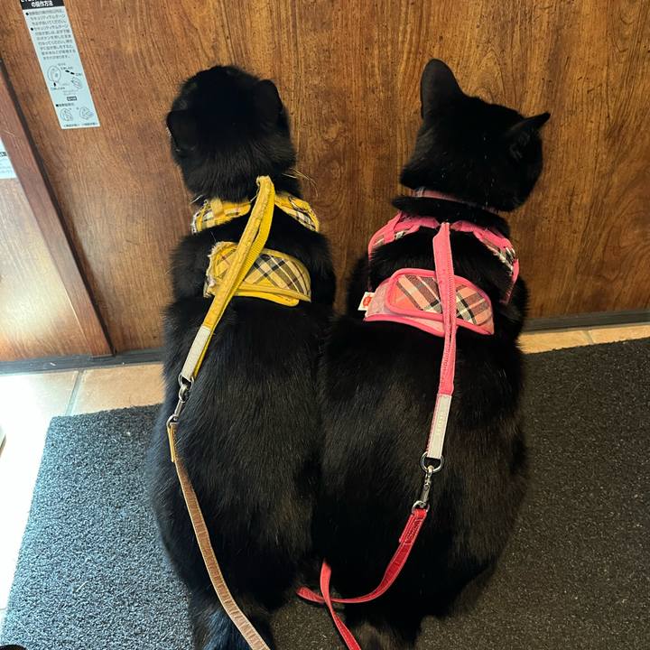 686dda27 19af 49c7 ab96 0161931ad28a 1698846546760