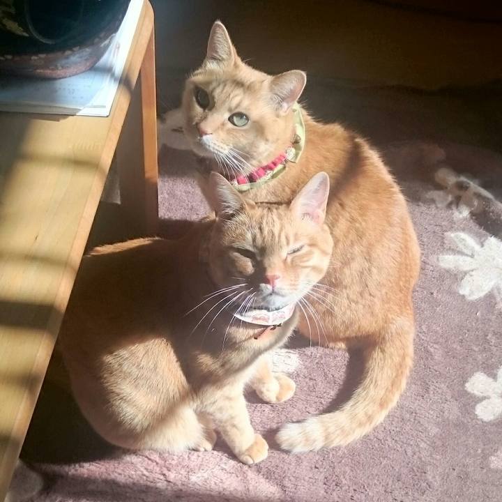 686f9981 1346 4fa4 88de 099c1222df88 1511238560288