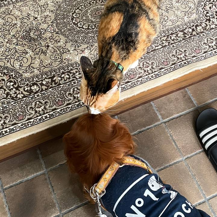 6871b848 2070 4f7d 8381 b46dd0089ced 1743919141748