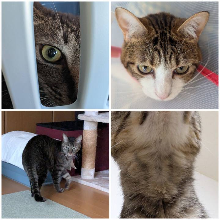 68723869 ed0a 4bcb bfb1 8b8ef7fba6ad 1762841761862