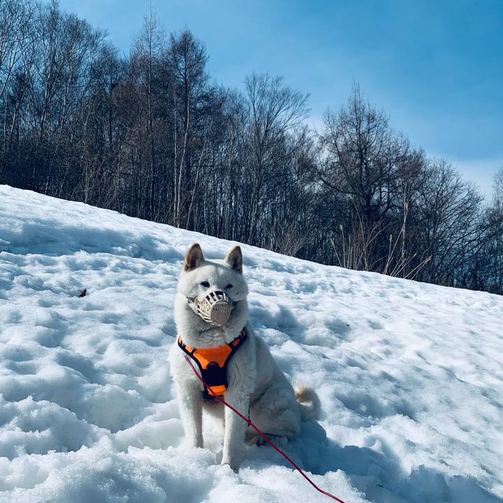 687385e0 6319 45a3 8347 66da75ff4087 1616565999715