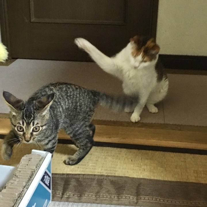 68792984 eae9 4de1 b881 baf17bcaf271 1531652184620