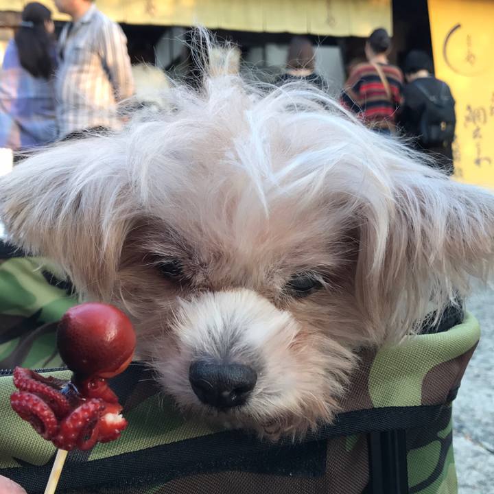 687b0398 008c 4b9b 9491 5ef127bb4d89 1542384354500