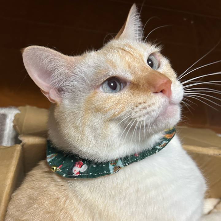 687b578a e20d 4c2d 8d9a 9ec9db3298b3 1765598340156