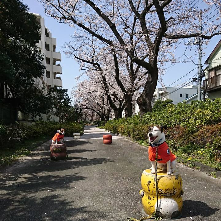 687c67ad 89b9 4f2b ad1d eb94753fec5e 1585013042432