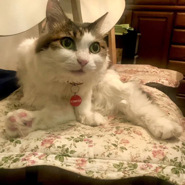 687d9c32 1bb6 4746 90cf edbfd80c9fe0 1541838113597