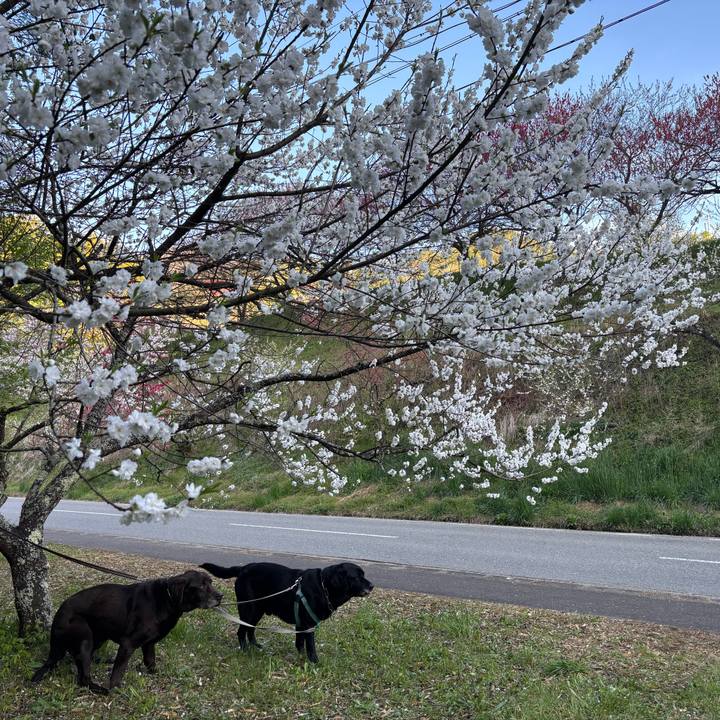 687ebe2f 8d2a 4200 8f8d 4ec4eb127848 1776863455205