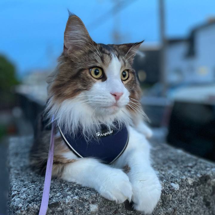 687f5f7f 5b2f 4b4c 9220 5e48369dda17 1655808861060