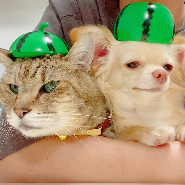 6880cd47 534f 45ff bd05 1138aaafb1f5 1682681160460