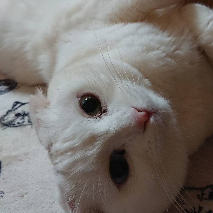 688117fc b009 4d7e 9c95 5747bafdd4a0 1513338071349