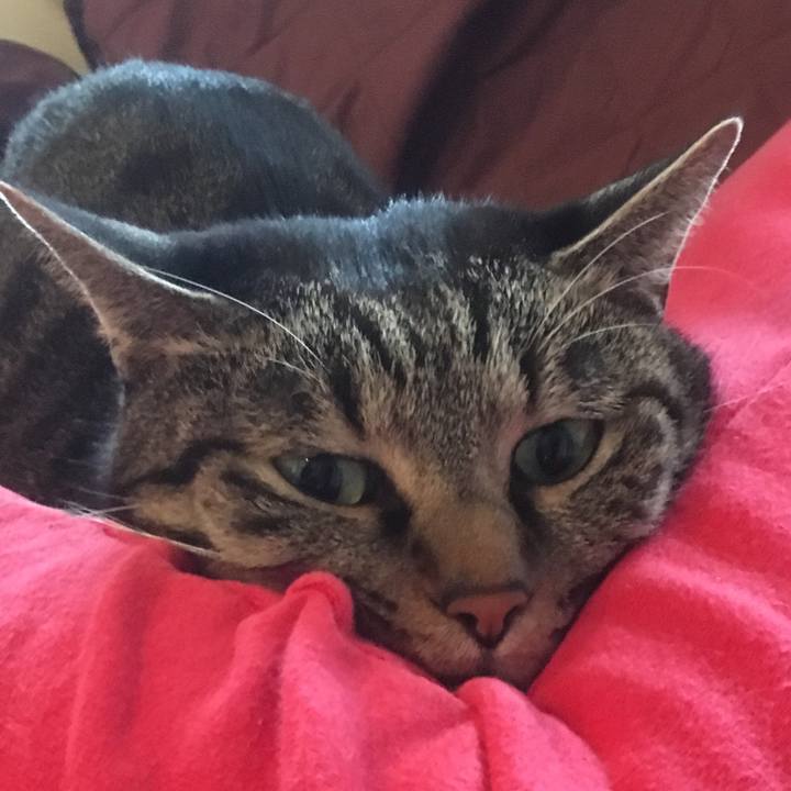 68839d7b a80e 4130 9c1a e2f196633e17 1576984386260