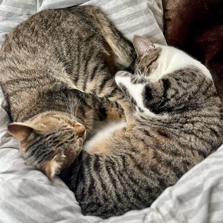 6885626b 5738 437a bd4a 3df1202eb849 1763045974468