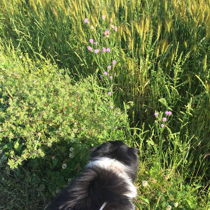 6887684c d4bd 4ecc 860e 1a61444a3c5a 1525992813373