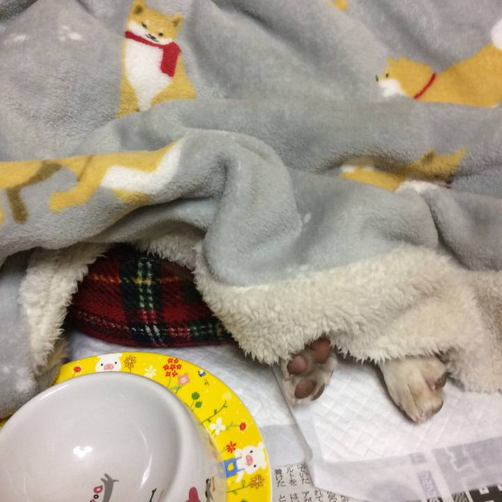 6887d1d2 4464 41d0 b090 443344777e70 1516102293076