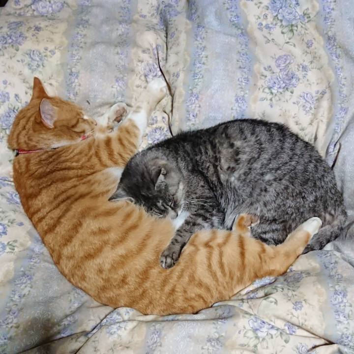 68892a8e 1cb4 4445 966b 377eff606850 1575807694509