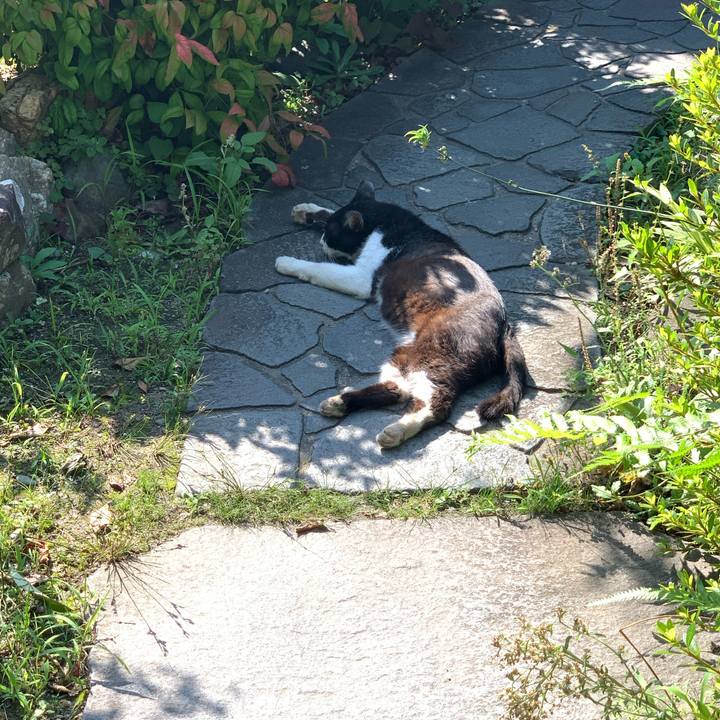 68899353 33a0 405c 962c 0e057dce4915 1625473565697