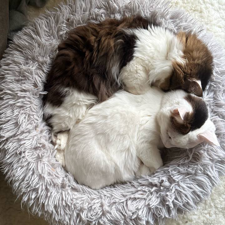 6889af31 9e8c 4c2e bde2 92b09eb07cd6 1768263716017