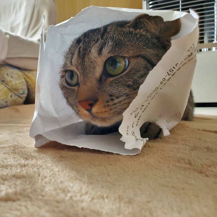 688fe8a5 fef1 4dfd 8b65 3478bccf2249 1711036276826