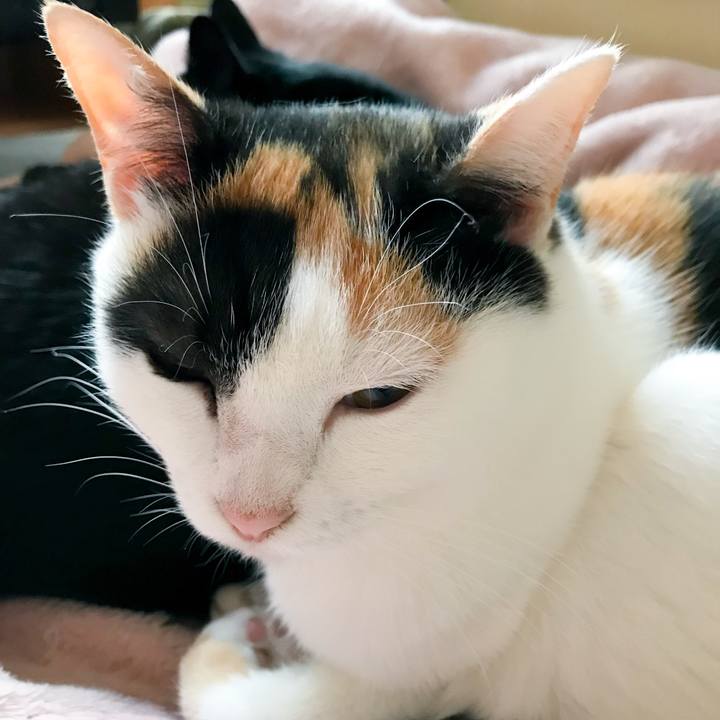 68966690 f5b8 4bfd 961a 433e0acfc88d 1514677712460