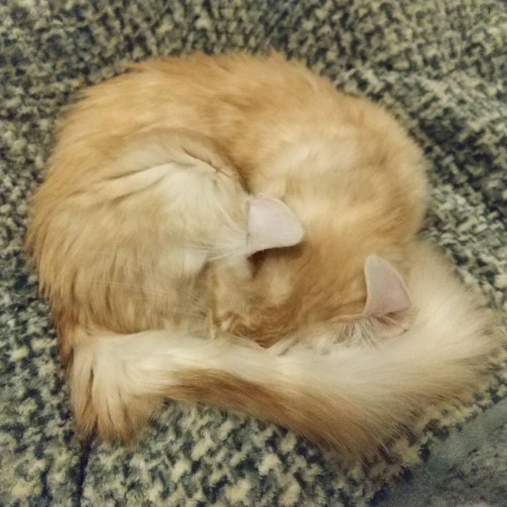 68985956 655f 4c7d 8aa6 2ce729a6f039 1610093916769