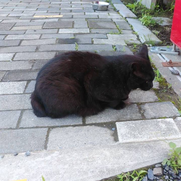 689b5af4 43d7 486c a72c 5725be954f35 1590711422369