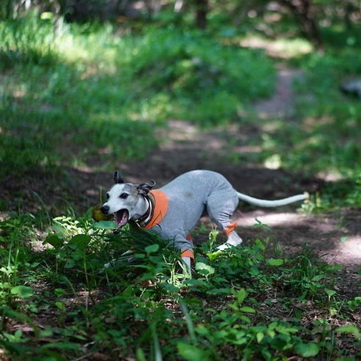 689c6afe 7e11 4dcf af04 71a4f79a01be 1533551396075