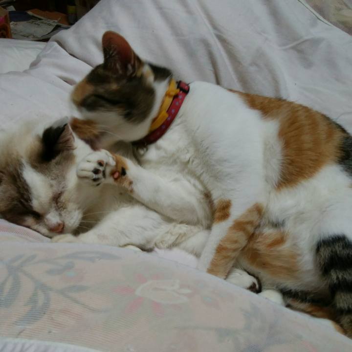 689d3032 fdcb 42e0 8c5d 07bb724fad43 1509976709532