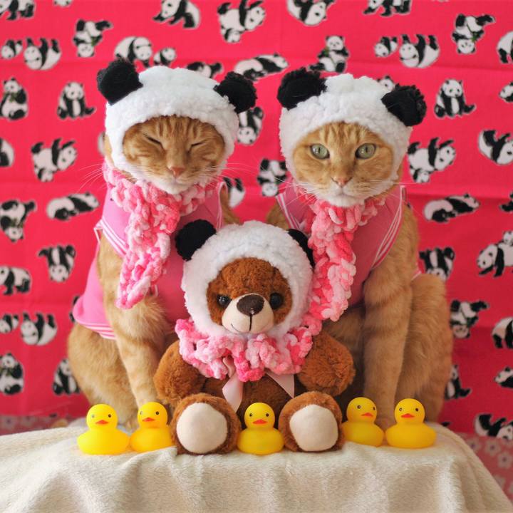 68a14f73 429a 44e1 aa67 6be172b49805 1517404545254