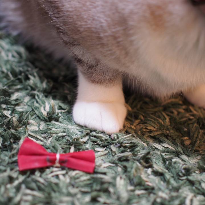 68a18efa 2a54 4326 9525 d71b77d90d29 1588853935660