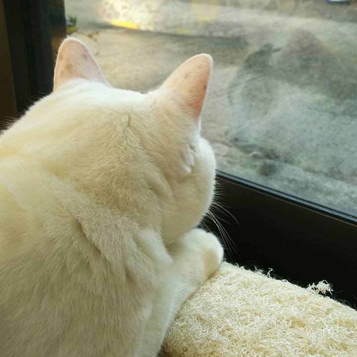 68a4ee0e 4c97 4501 ad20 9d69037bfdc4 1509321723908