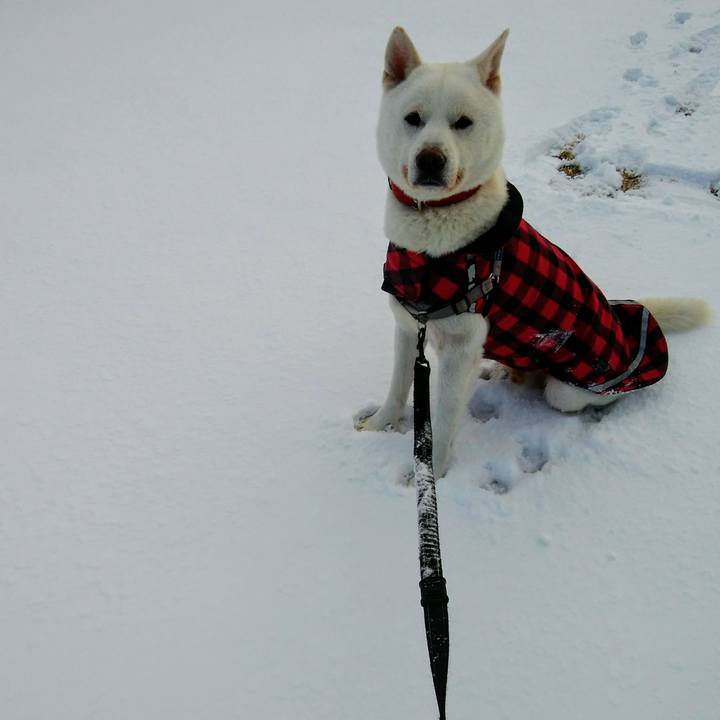 68a56c4b aca7 4f7b bcb0 183d898b1e57 1611021031586