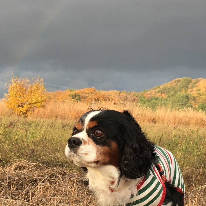 68a64cdb 76fa 4aba a6ea 2195fb1c8ded 1509349922597