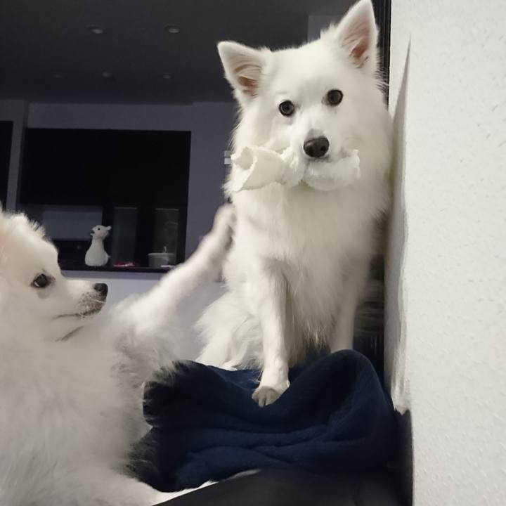 68a73cd5 5335 4d22 a889 8e1273c8b3d2 1548913015984