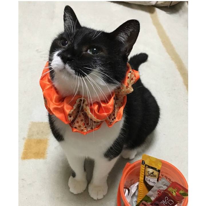 68a9ed2a 9cce 4fe5 9b60 aa4c62ac4468 1509444346642