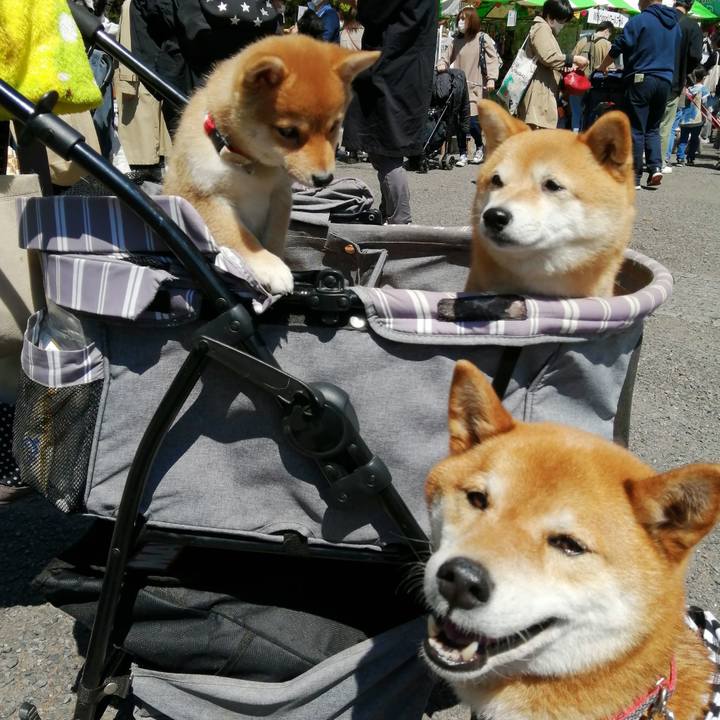 68aa1c6a f479 40e4 bf44 a77b2922abc9 1618069754926