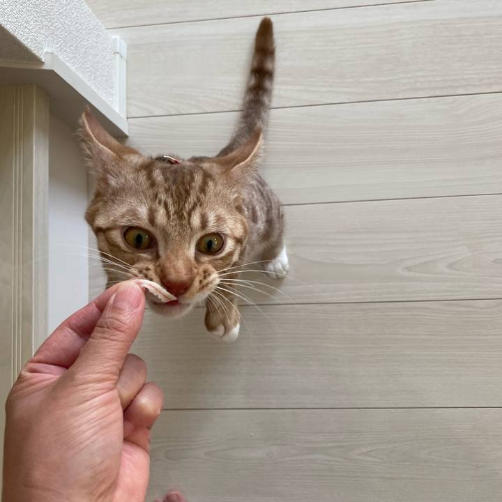 68aadb22 7dc4 4eec 874a 95faca3a8631 1597819303657