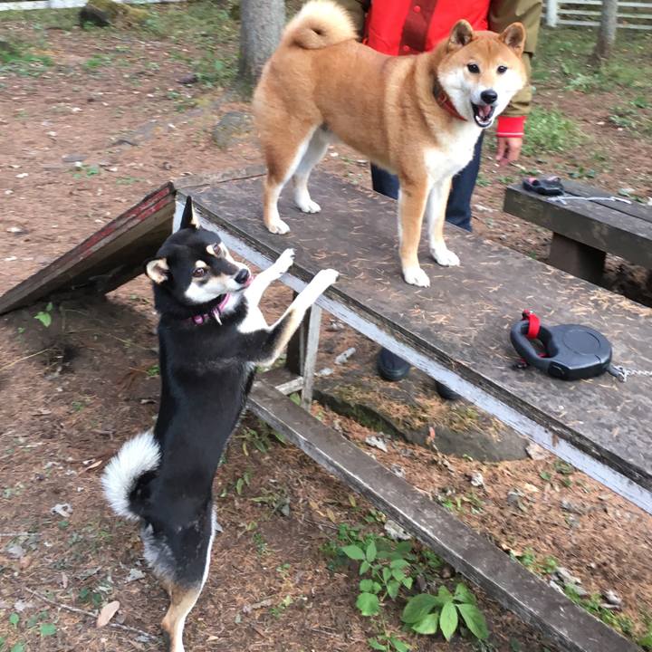 68abc92f c9f9 4b92 aa58 23422de53ed6 1541365942244