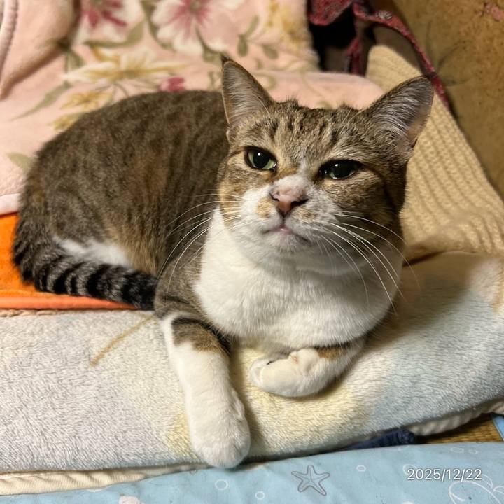 68ac68d1 fddd 4dc3 b955 bf915068df96 1766354753142