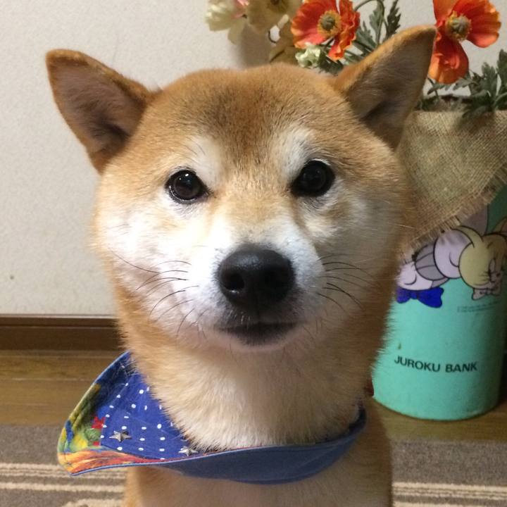 68aefc96 0380 49e7 9c81 abb17a0231ae 1512901912007