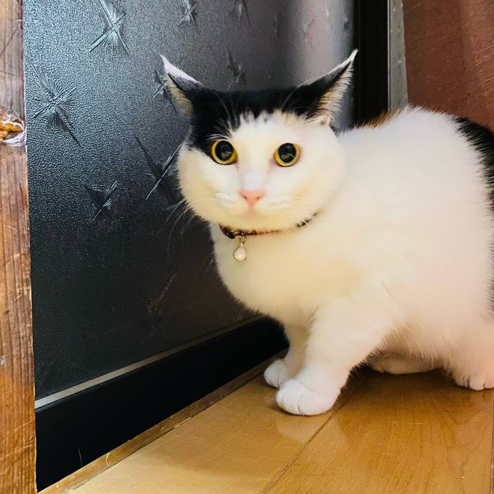 68aff0a5 4f46 403d b90f 2a1459084706 1681337817359