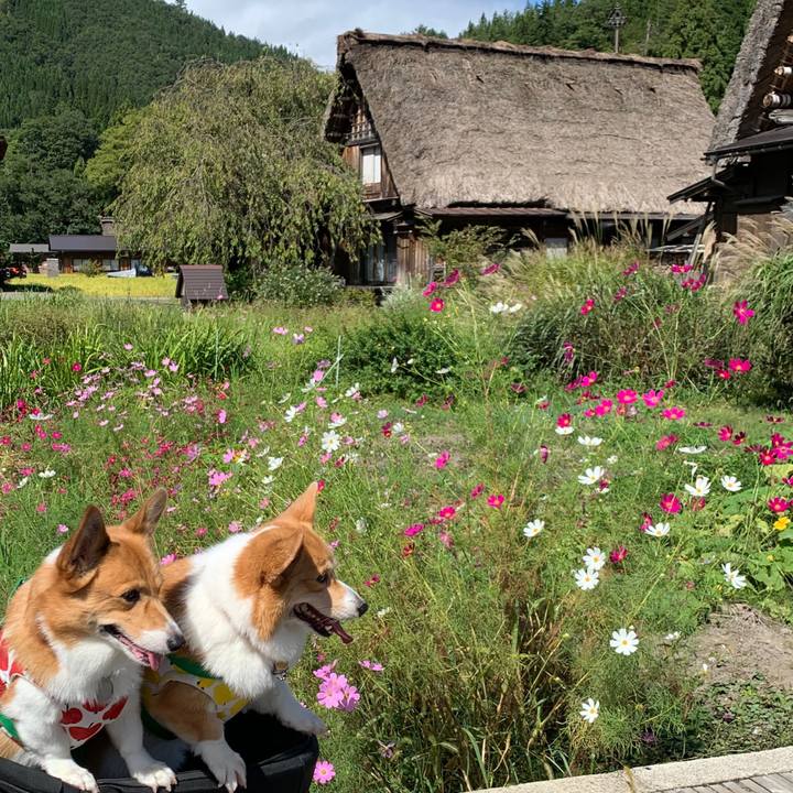 68b1fde6 9a21 4f3c a1b1 7333b44591f5 1569038558348