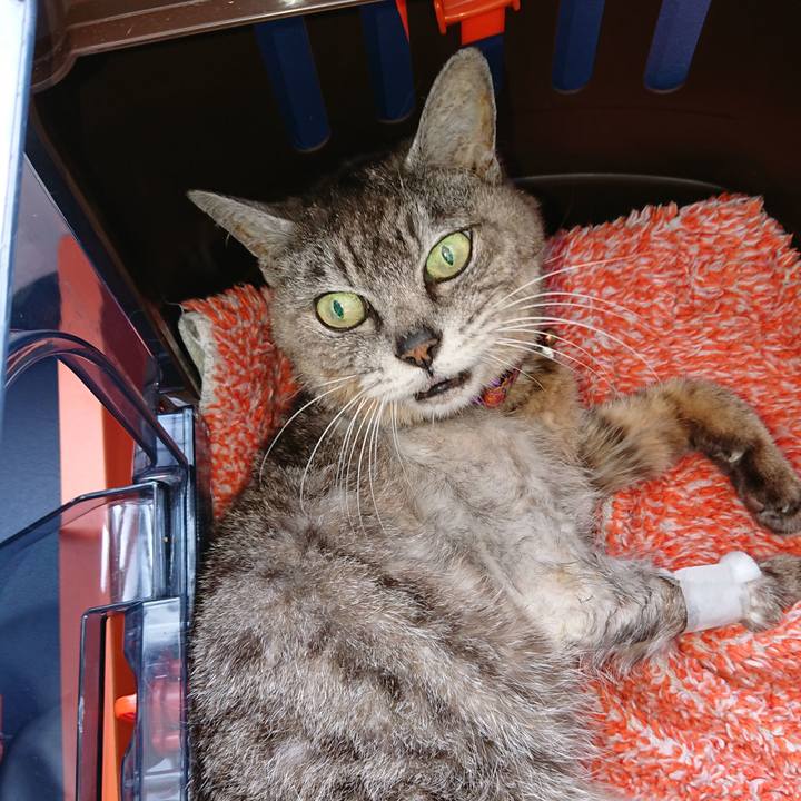 68b26f9f 6c4f 4e5c 9997 190393adbea2 1597995349529