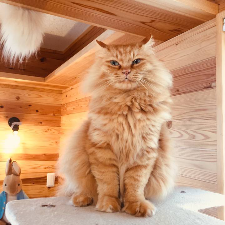 68b2d3de e444 4df1 a1c5 117f3cff7694 1587767220035