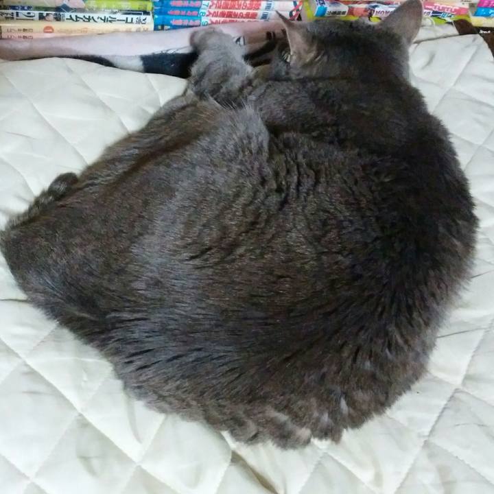 68b3238e c8d9 4cd0 92f5 62cb817ee501 1588175213963