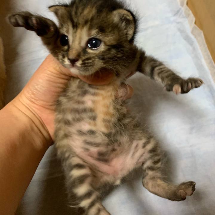 68b4cc4c c20a 4e50 b84a 513bb77dbc94 1555460704806